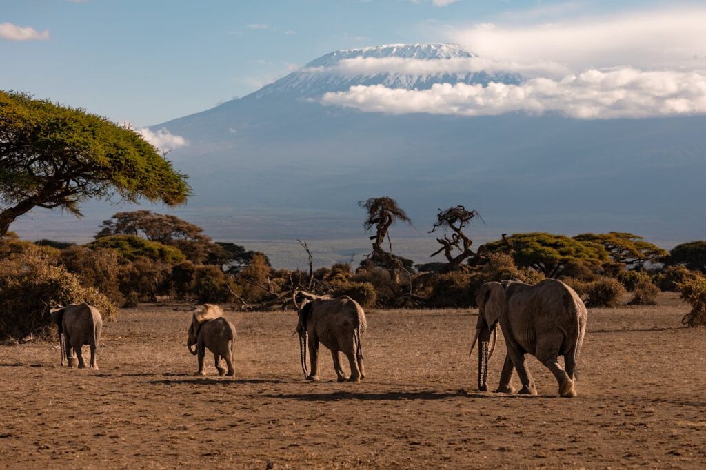 Elefanten in der Savanne und im Hintergrund der Kilimanjaro 