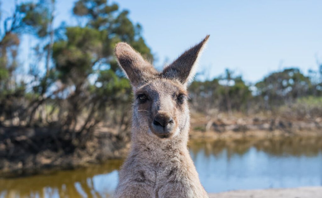 Känguru, Australien