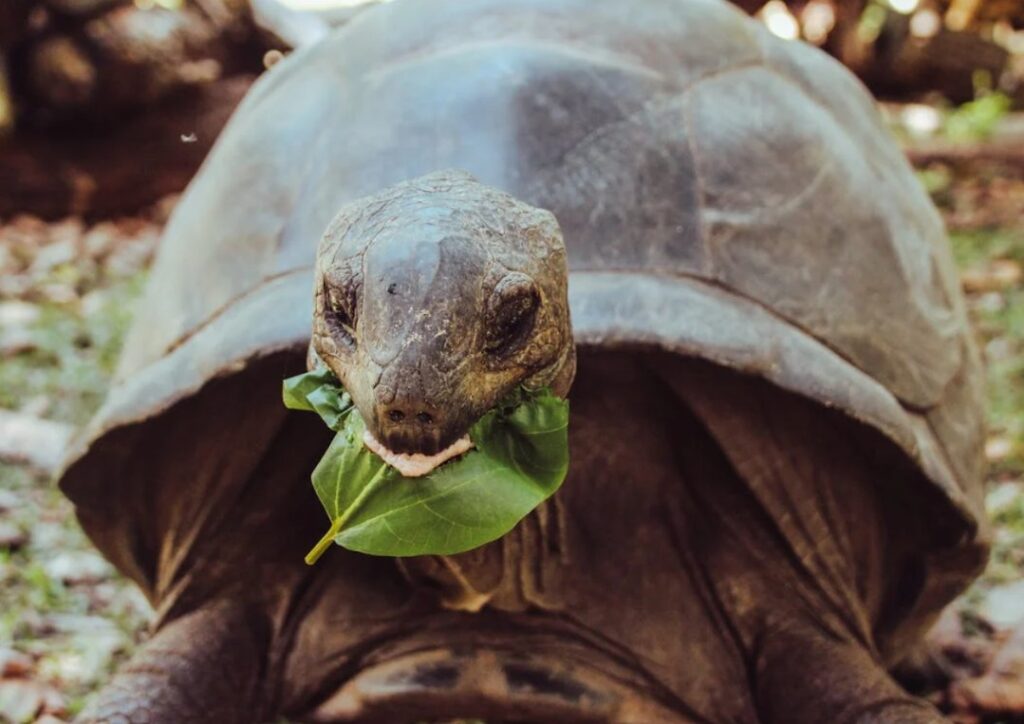große Schildkröte, Seychellen