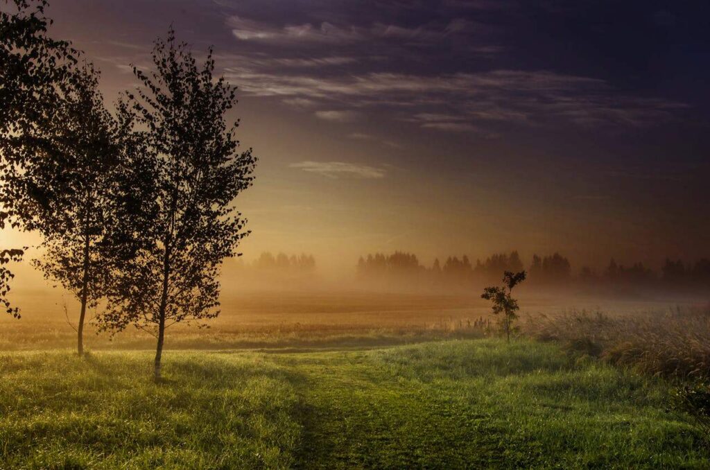 Felder und Bäume im Morgentau Lettland
