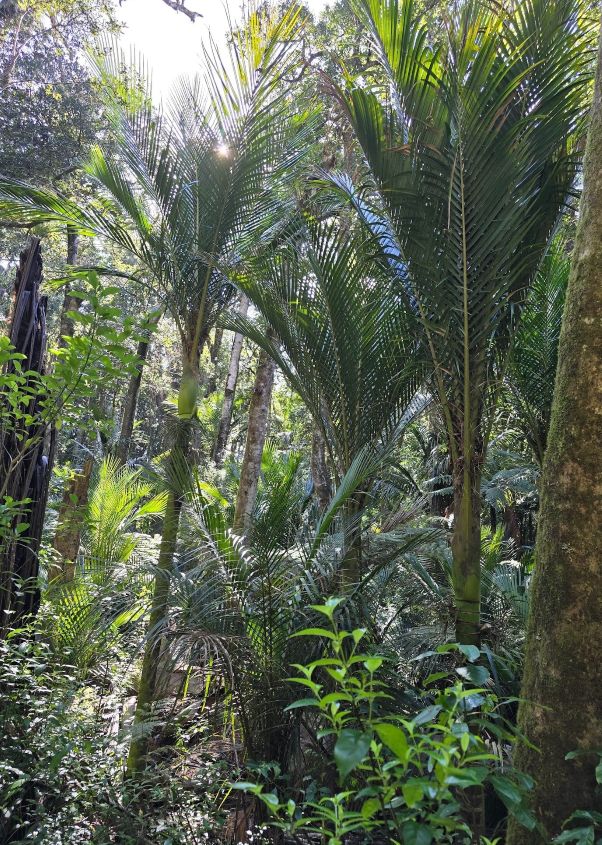 Nikau Palme 
Baum in Neuseeland