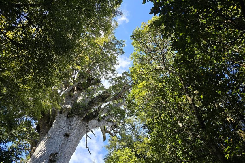 Bäume in Neuseeland Titelbild