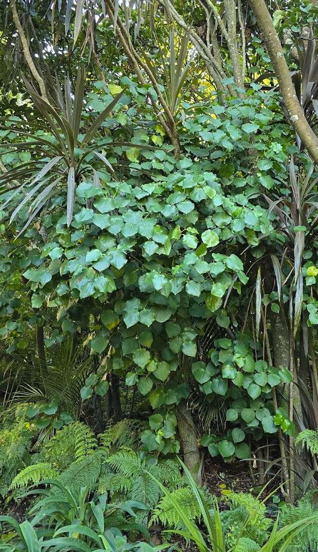 herzförmige Blätter des Kawakawa Baums in Neuseeland