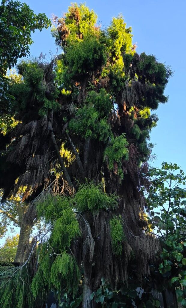 Großer Rimu in Neuseeland