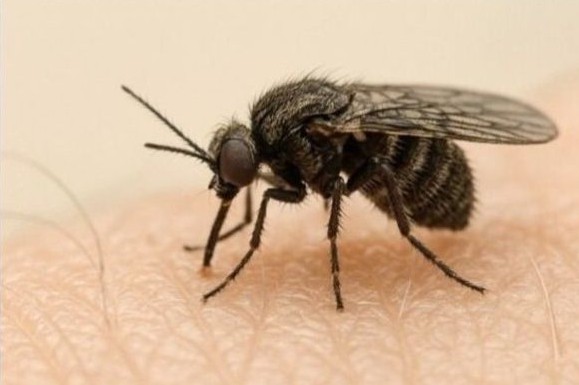 Sandflies Neuseeland Titelbild