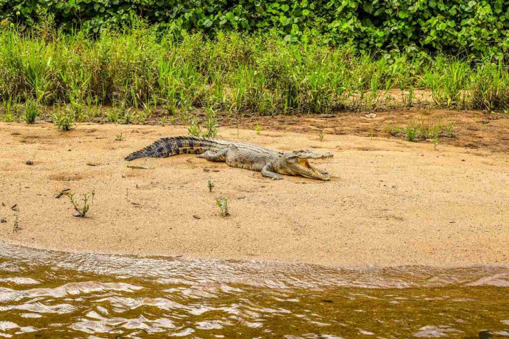 Krokodil mit offener Schnauze am Flußufer