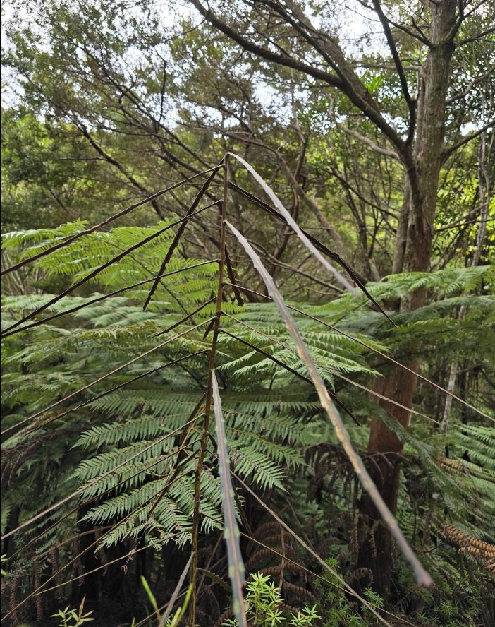 Horoeka Lancewood
Baum in Neuseeland