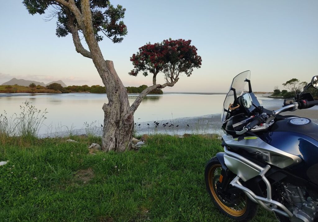 Pohutukawa Baum in Neuseeland
rotblühender Baum