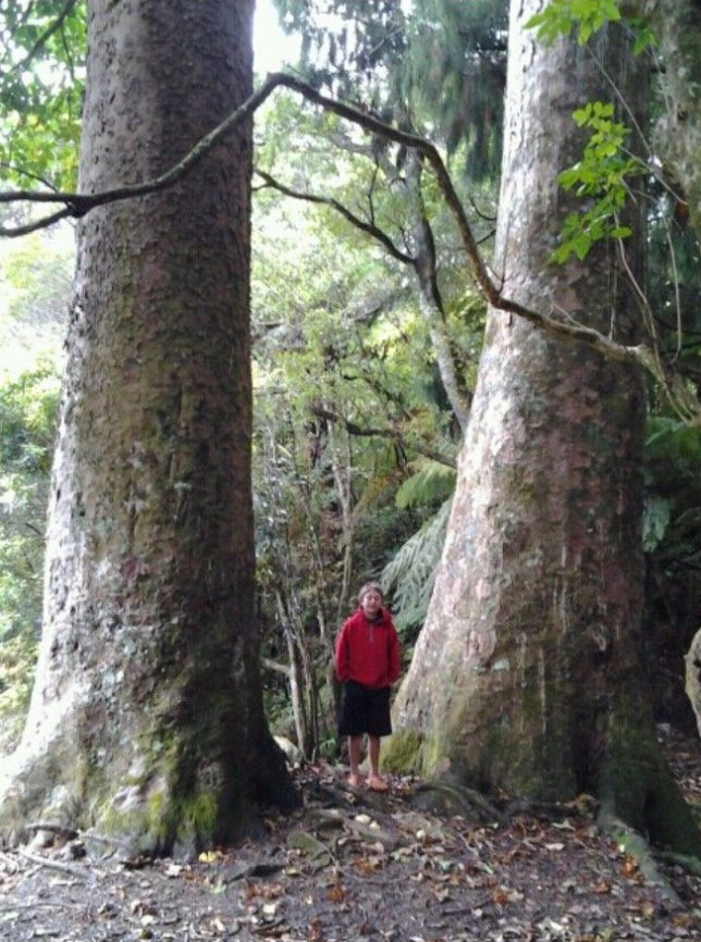 gigantische Kauri Bäume