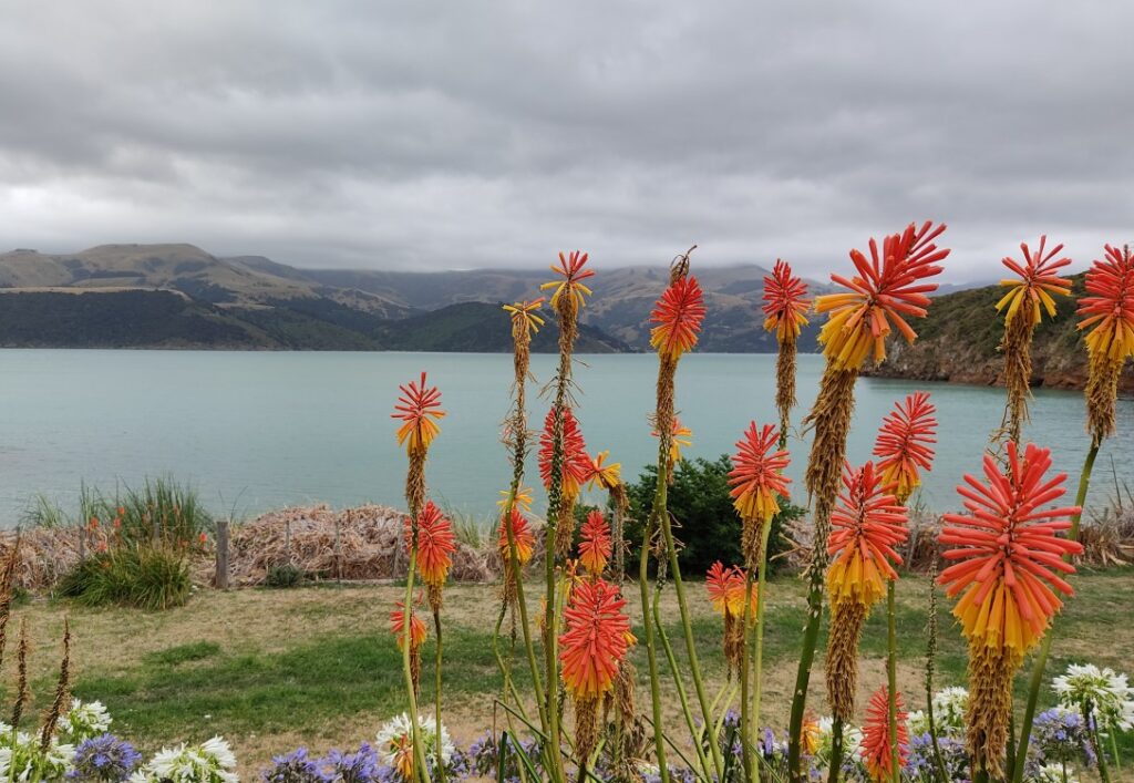 Beim Bewölkung sind die Sandflies ganz besonders stark unterwegs in Neuseeland